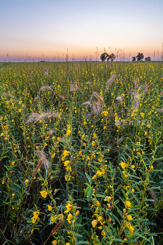 加拿大野生黑麦草(Elymus canadensis)和鹧鸪(Chamaecrista fasciculata)，日出，高草草原保护区，OK